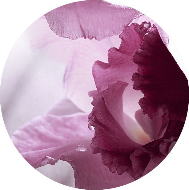 ABSOLU D’ORCHIDEE VANILLE TAHITENSIS