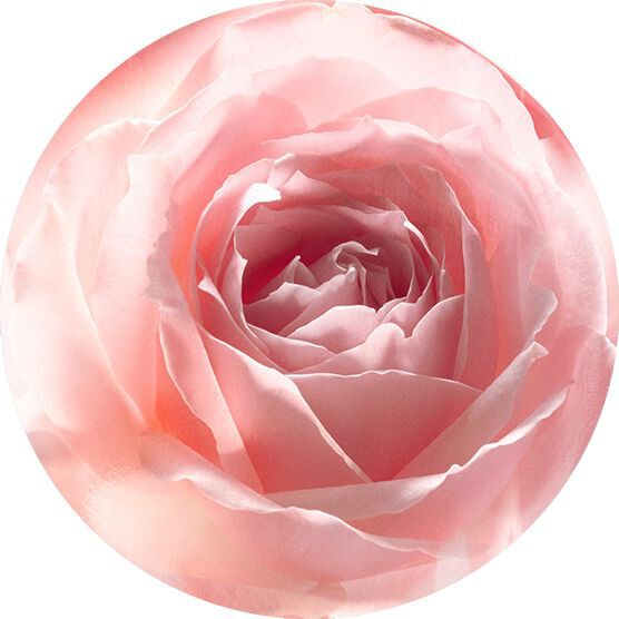 ROSE AUDACIEUSE