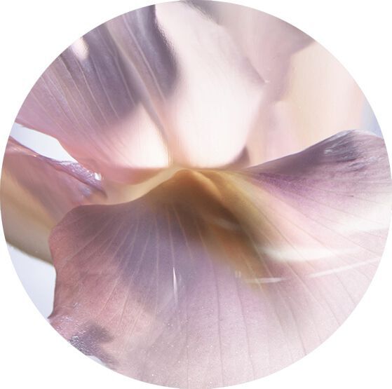 IRIS PALLIDA