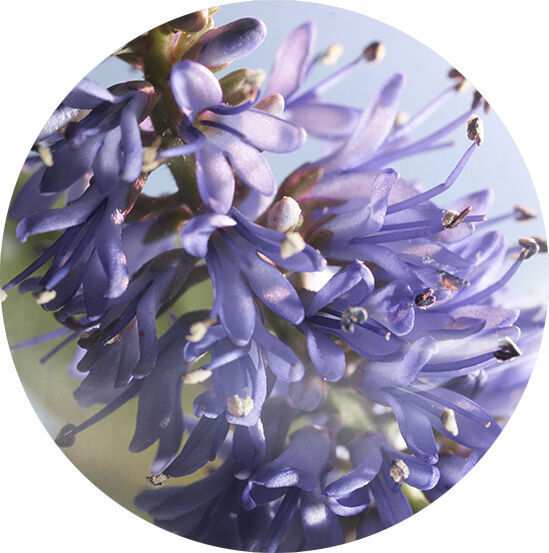 PATCHOULI DE BALI