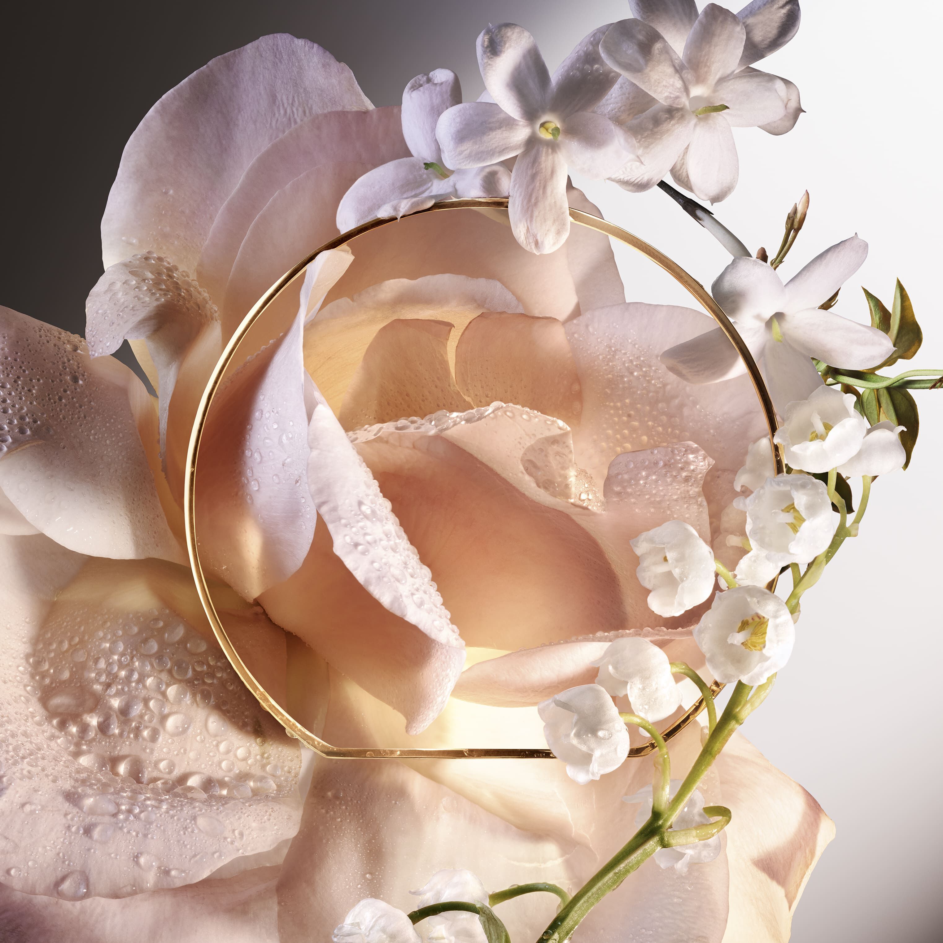 Absolue 6AM Rose