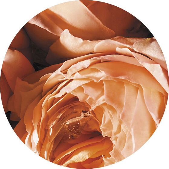 UNE ROSE SENSUELLE & CHARNELLE