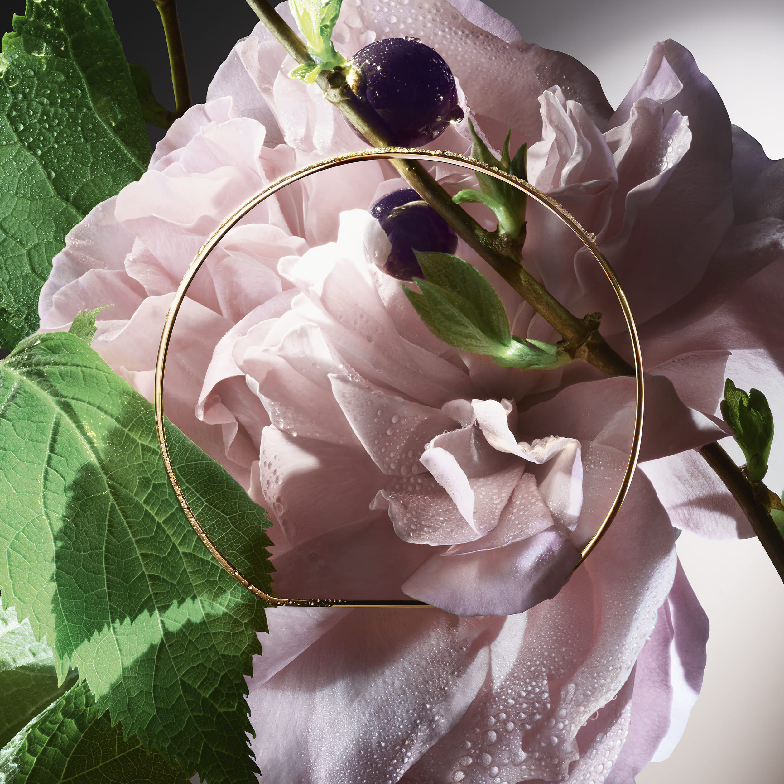 Absolue Storm & Roses