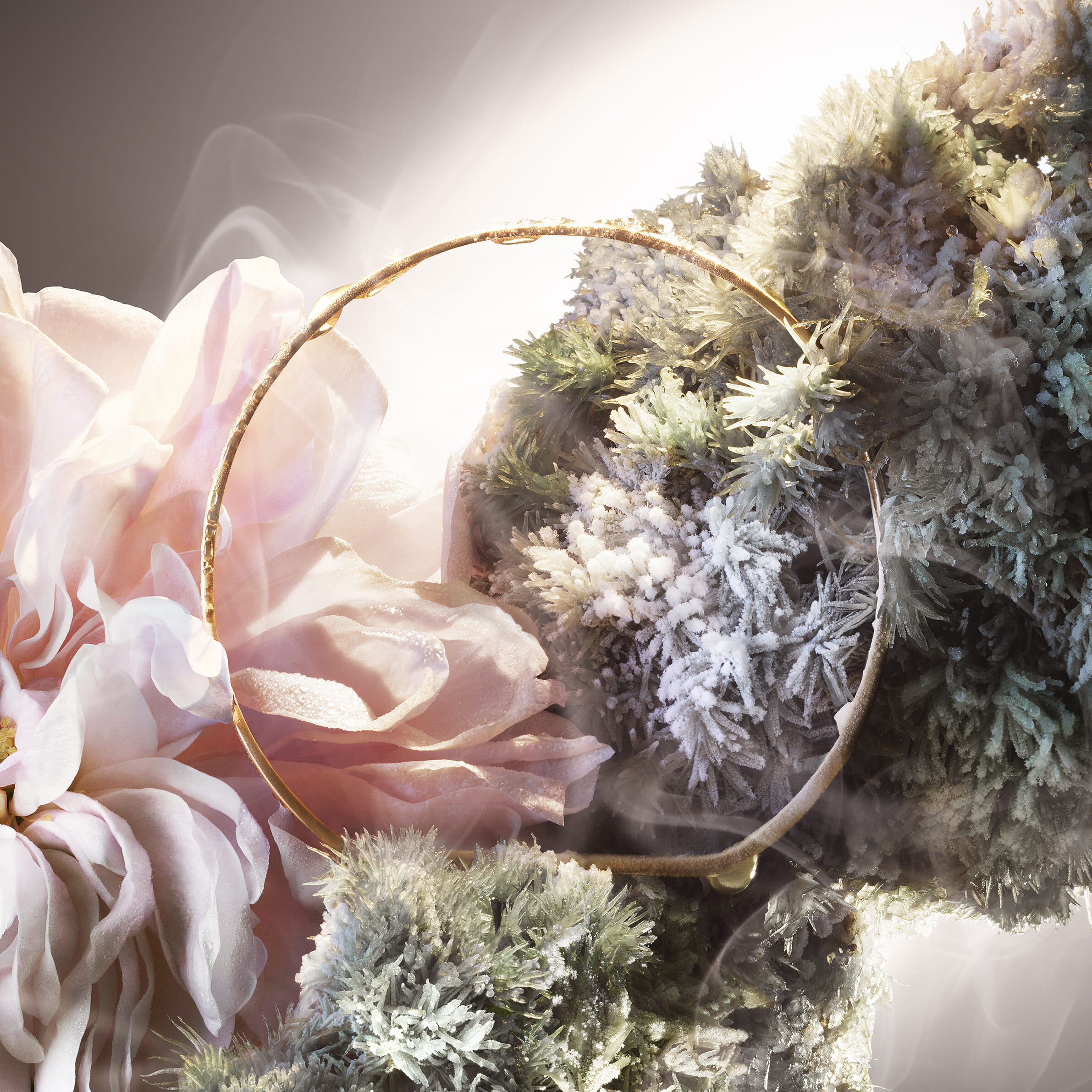 Absolue Not Your Rose