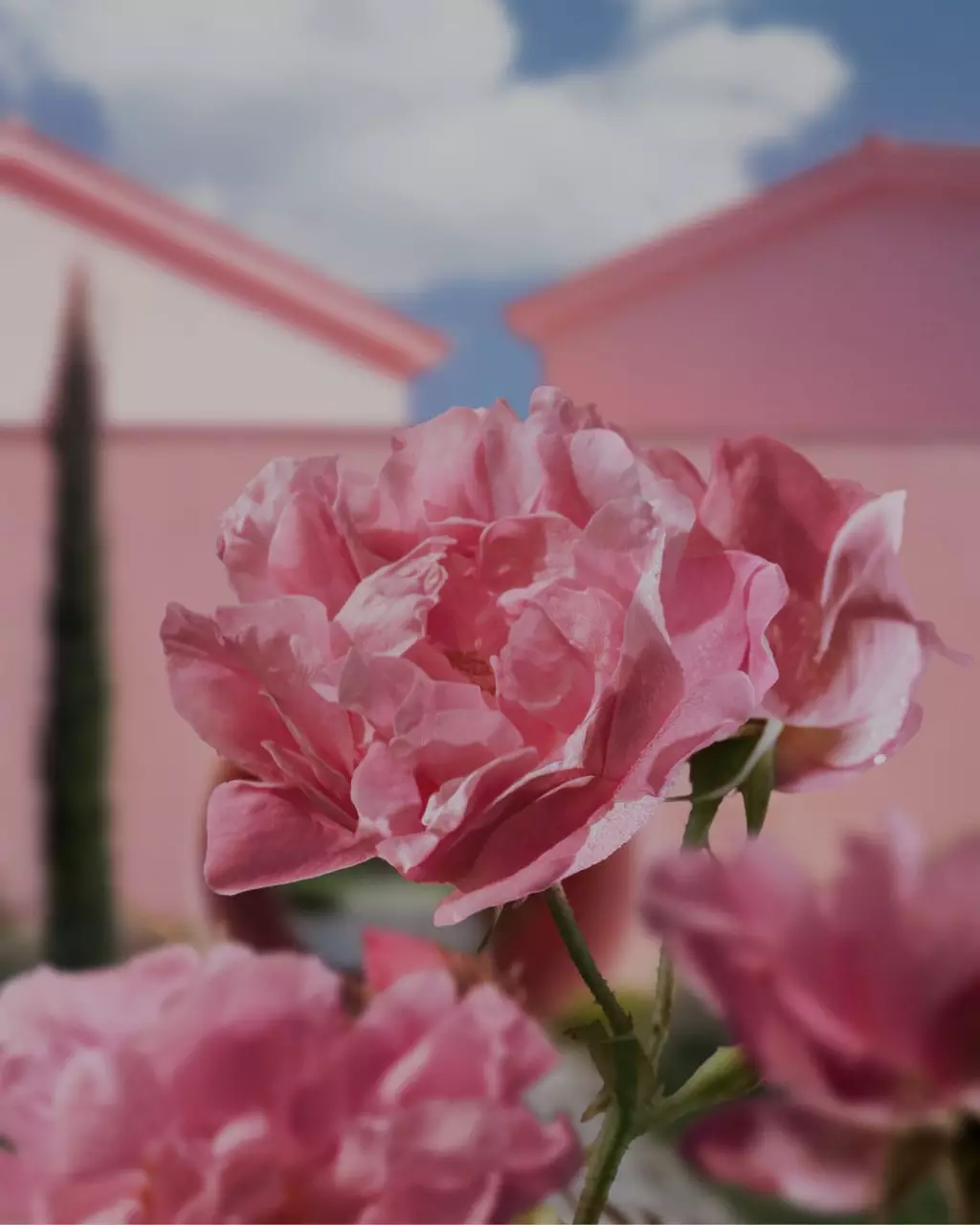 Le Domaine de la Rose de Lancome