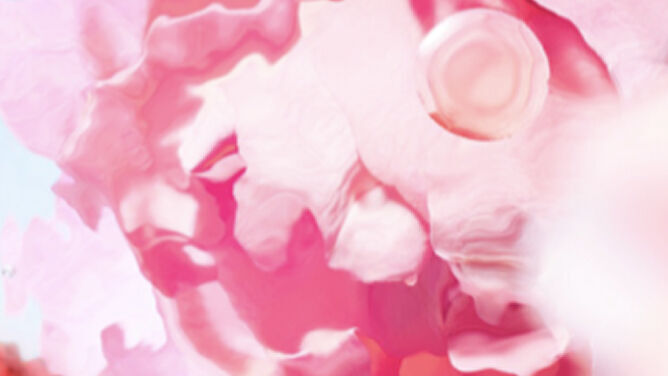 [visuel d’ingredient - recoupage sur une fleur de rose]
