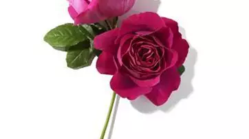 A close-up of two roses, one light pink and the other deep pink, with green leaves, set against a white background.
