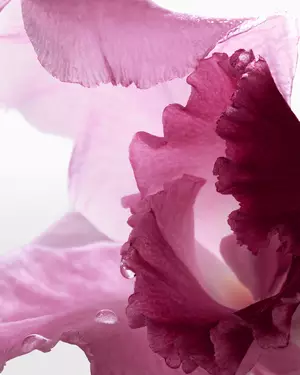 Illustration de fragrance florale Lancome