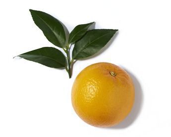 An orange with green leaves on a white background.