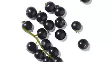 A cluster of dark blackcurrants, some attached to a green stem and others scattered nearby, against a white background.