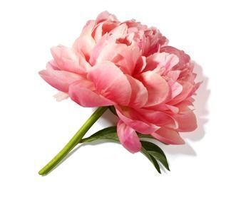 A delicate pink peony flower with soft petals and green leaves, lying on a white background.