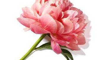 A delicate pink peony flower with soft petals and green leaves, lying on a white background.