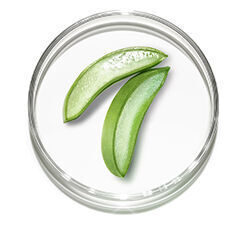 Two sliced aloe vera leaves displayed in a clear petri dish, showcasing their vibrant green color and gel-like interior.