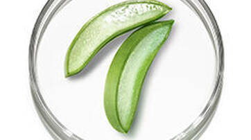 Two sliced aloe vera leaves displayed in a clear petri dish, showcasing their vibrant green color and gel-like interior.