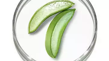 Two sliced aloe vera leaves displayed in a clear petri dish, showcasing their vibrant green color and gel-like interior.