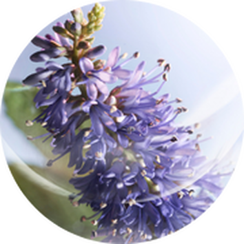 Fleur violette en gros plan, presentant des petales delicats et des details naturels, illuminee par une douce lumiere.