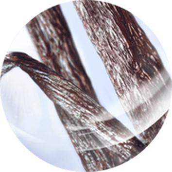 Gousse de vanille en gros plan, mettant en evidence sa texture rugueuse et ses tonalites brunes.