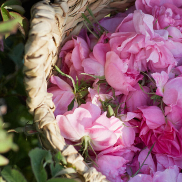 Le domaine de la rose | Lancome