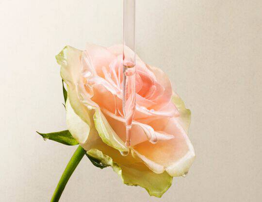 Image d'une fleur