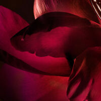 Ingrediente rosa damascena do perfume feminino LA NUIT TRÉSOR BAUNILHA NEGRA NAMORADOS de Lancôme