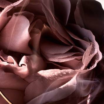 Roses pastel delicatement humides, enveloppees d'une legere brume, creant une atmosphere douce et romantique.