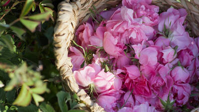 Le domaine de la rose | Lancome