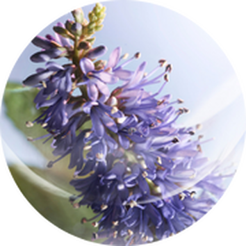 Fleur violette delicate, avec des petales etroits et veloutes, sur fond lumineux et flou.